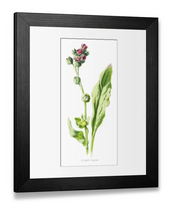 Framed Print : houndstongue, houndstooth, dogs tongue, gypsy flower, rats and mice Framed Print : houndstongue, houndstooth, dogs tongue, gypsy flower, rats and mice