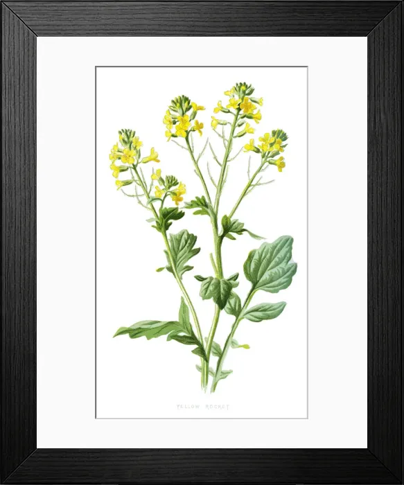 Framed Print : bittercress, herb barbara, rocketcress, yellow rocketcress, winter rocket, wound rocket Framed Print : bittercress, herb barbara, rocketcress, yellow rocketcress, winter rocket, wound rocket