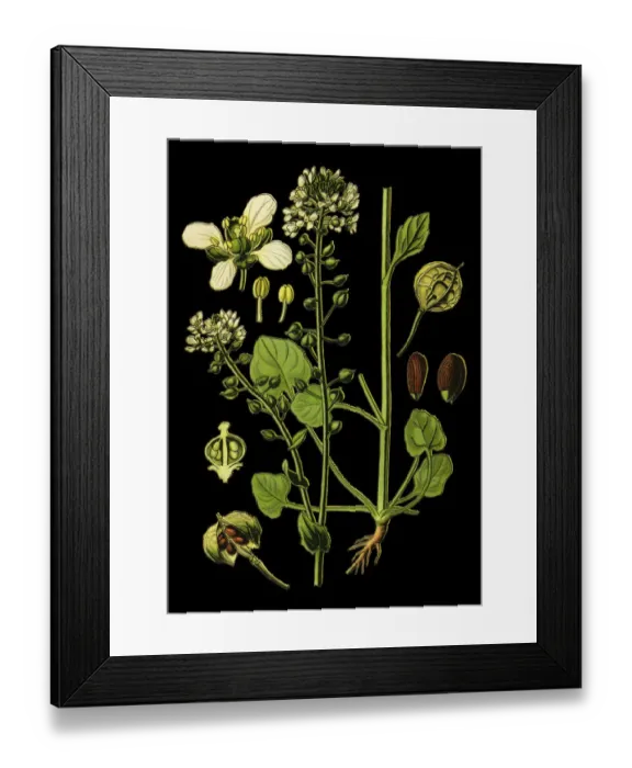 Framed Print : Common Scurvygrass, scurvy-grass, spoonwort