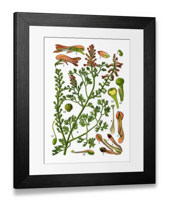 Framed Print : common fumitory, drug fumitory, earth smoke Framed Print : common fumitory, drug fumitory, earth smoke