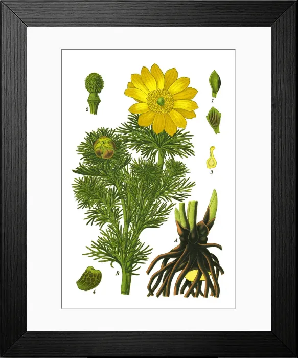 Framed Print : pheasants eye, spring pheasants eye, yellow pheasants eye, false hellebore Framed Print : pheasants eye, spring pheasants eye, yellow pheasants eye, false hellebore