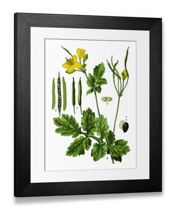 Framed Print : greater celandine, nipplewort, swallowwort, tetterwort Framed Print : greater celandine, nipplewort, swallowwort, tetterwort