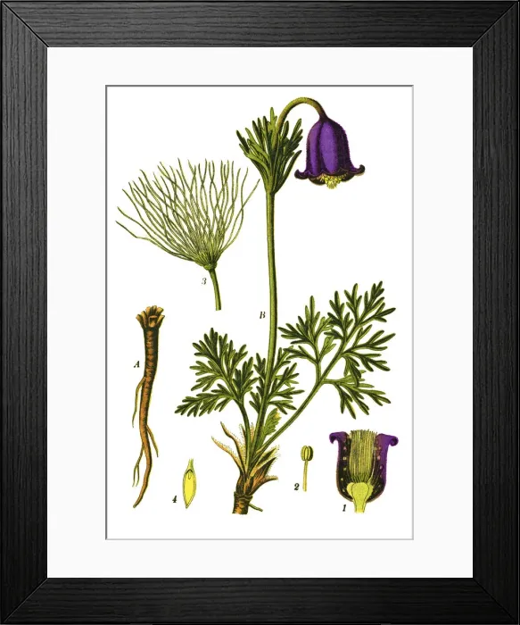 Framed Print : pasque flower