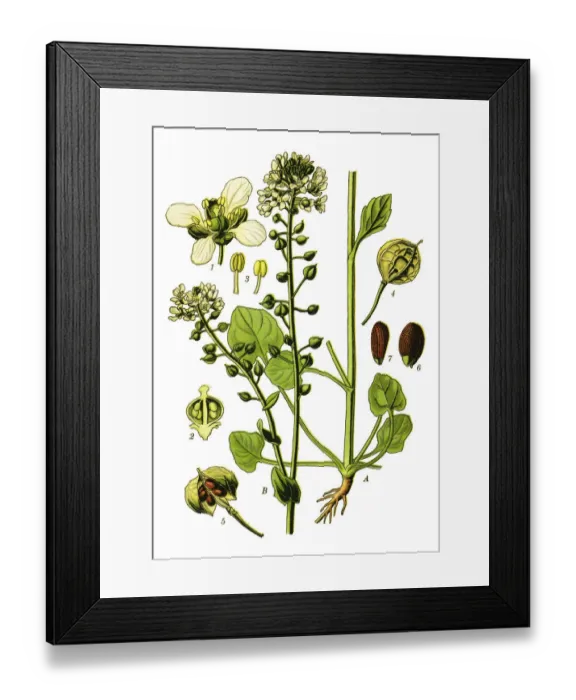 Framed Print : Common Scurvygrass, scurvy-grass, spoonwort Framed Print : Common Scurvygrass, scurvy-grass, spoonwort