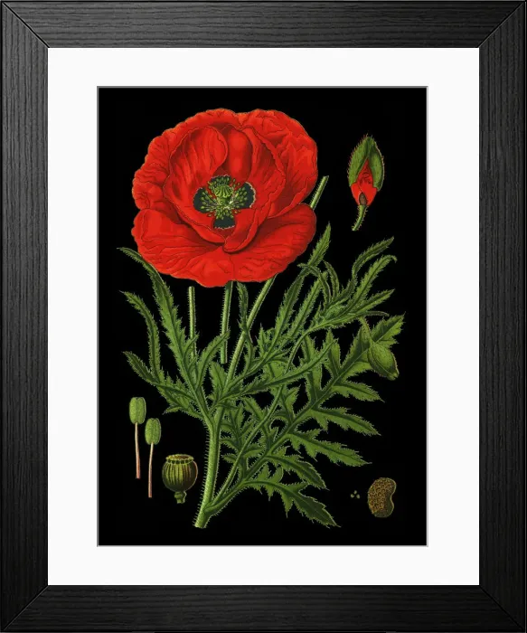 Framed Print : common poppy, corn poppy, corn rose, field poppy, Flanders poppy, red poppy Framed Print : common poppy, corn poppy, corn rose, field poppy, Flanders poppy, red poppy
