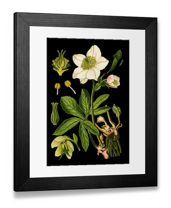 Framed Print : Christmas rose, black hellebore Framed Print : Christmas rose, black hellebore