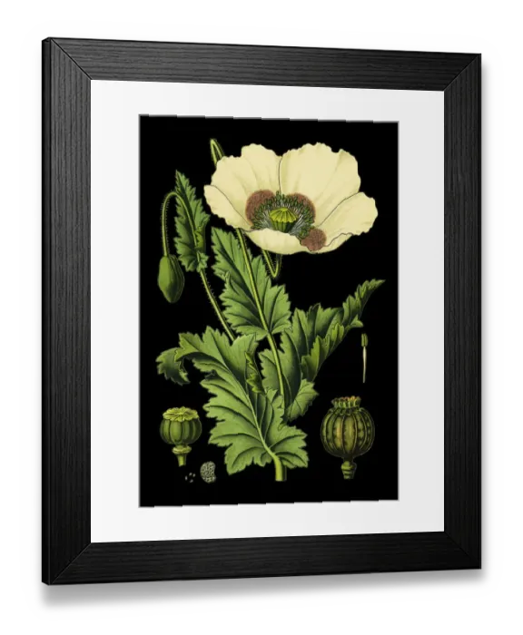 Framed Print : opium poppy Framed Print : opium poppy