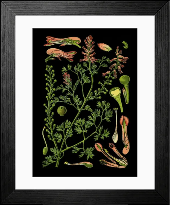 Framed Print : common fumitory, drug fumitory, earth smoke Framed Print : common fumitory, drug fumitory, earth smoke
