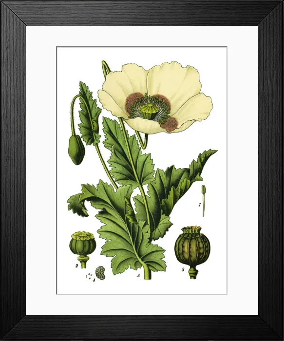 Framed Print : opium poppy