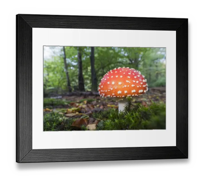 Framed Print : Fly agaric (Amanita muscaria), mushrooms, Hesse, Germany
