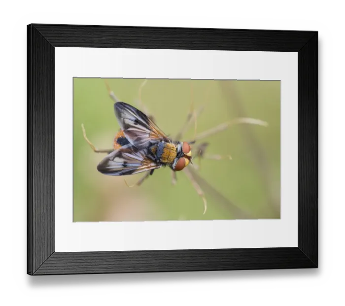 Framed Print : Phasia aurigera (Phasia aurigera), Hesse, Germany Framed Print : Phasia aurigera (Phasia aurigera), Hesse, Germany