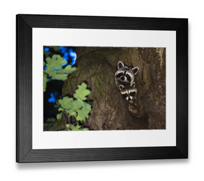 Framed Print : Two Raccoons (Procyon lotor), fawn with young animal, looking out of an oak tree cave Framed Print : Two Raccoons (Procyon lotor), fawn with young animal, looking out of an oak tree cave