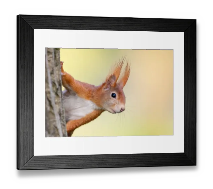 Framed Print : Eurasian red squirrel (Sciurus vulgaris) looks out behind tree trunk, animal portrait Framed Print : Eurasian red squirrel (Sciurus vulgaris) looks out behind tree trunk, animal portrait