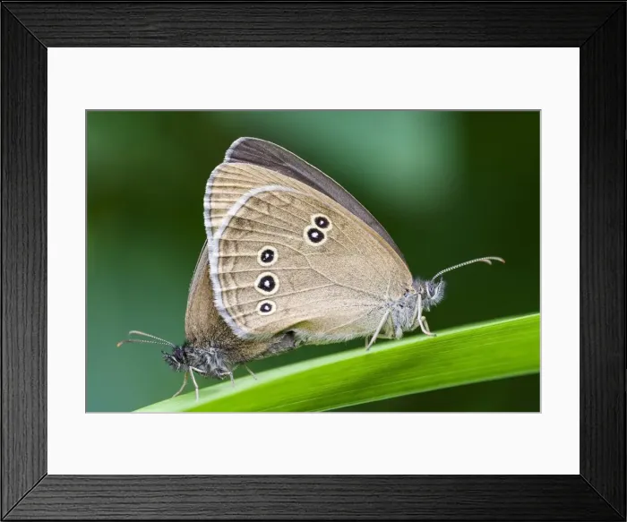 Framed Print : Ringlets (Aphantopus hyperantus), copulation, Hesse, Germany Framed Print : Ringlets (Aphantopus hyperantus), copulation, Hesse, Germany