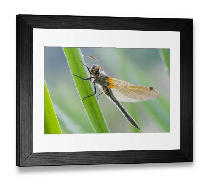 Framed Print : Four-spotted chaser (Libellula quadrimaculata) at reed stem im Morgentau, Hesse, Germany Framed Print : Four-spotted chaser (Libellula quadrimaculata) at reed stem im Morgentau, Hesse, Germany