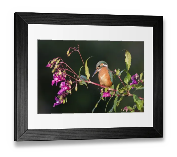 Framed Print : Common kingfisher (Alcedo atthis), female, sits on branch of Springkraut (Impatiens glandulifera) Framed Print : Common kingfisher (Alcedo atthis), female, sits on branch of Springkraut (Impatiens glandulifera)