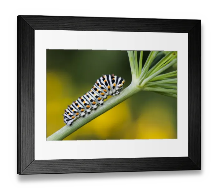 Framed Print : Swallowtail caterpillar (Papilio machaon) to Dill (Anethum graveolens), Hesse, Germany