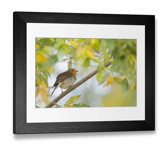 Framed Print : Singing European robin (Erithacus rubecula) on branch, autumn leaves, Hesse, Germany Framed Print : Singing European robin (Erithacus rubecula) on branch, autumn leaves, Hesse, Germany