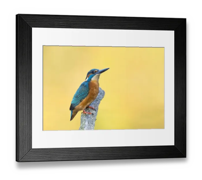 Framed Print : Male Common kingfisher (Alcedo atthis) sitting on a branch, North Hesse, Hesse, Germany