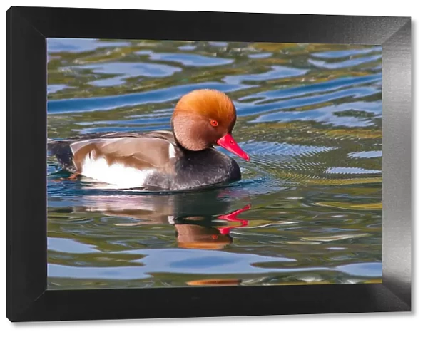 Red-crested pochard (Netta rufina), drake, swimming in the water, Lake Constance