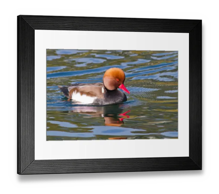 Framed Print : Red-crested pochard (Netta rufina), drake, swimming in the water, Lake Constance Framed Print : Red-crested pochard (Netta rufina), drake, swimming in the water, Lake Constance