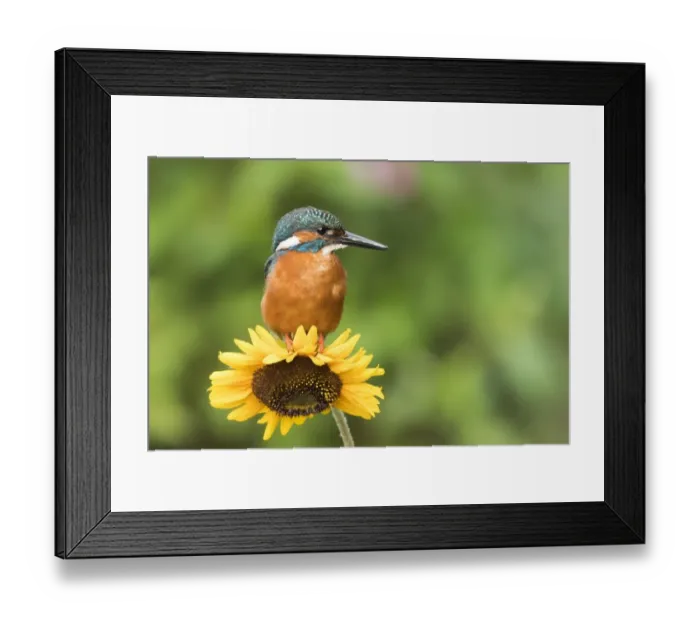 Framed Print : Common kingfisher (Alcedo atthis) sits on Sunflower (Helianthus annuus), Hesse, Germany Framed Print : Common kingfisher (Alcedo atthis) sits on Sunflower (Helianthus annuus), Hesse, Germany