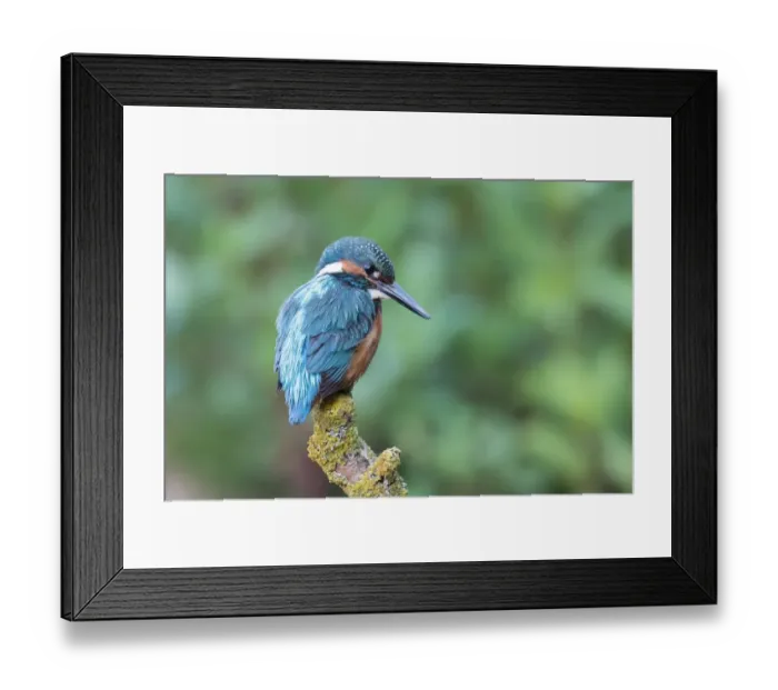 Framed Print : Common kingfisher (Alcedo atthis), male, on hide, Hesse, Germany Framed Print : Common kingfisher (Alcedo atthis), male, on hide, Hesse, Germany