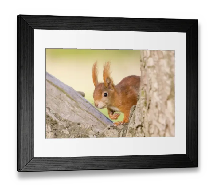 Framed Print : Red Squirrel (Sciurus vulgaris), Hesse, Germany Framed Print : Red Squirrel (Sciurus vulgaris), Hesse, Germany