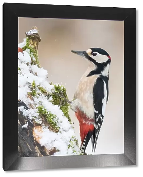 Great Spotted Woodpecker (Dendrocopos major), on snow-covered deadwood, Hesse, Germany