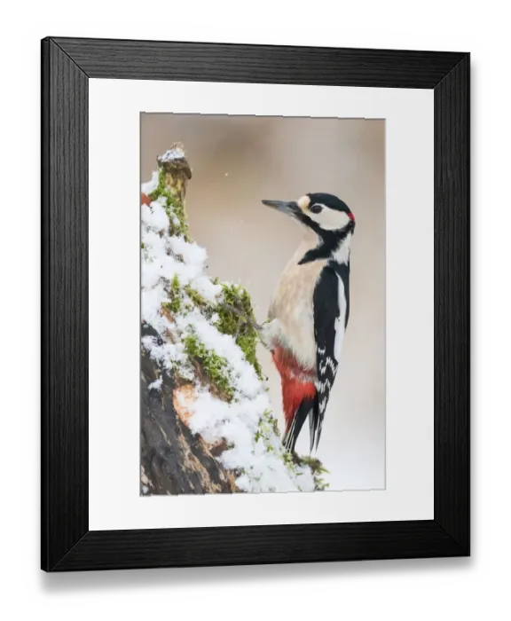 Framed Print : Great Spotted Woodpecker (Dendrocopos major), on snow-covered deadwood, Hesse, Germany Framed Print : Great Spotted Woodpecker (Dendrocopos major), on snow-covered deadwood, Hesse, Germany