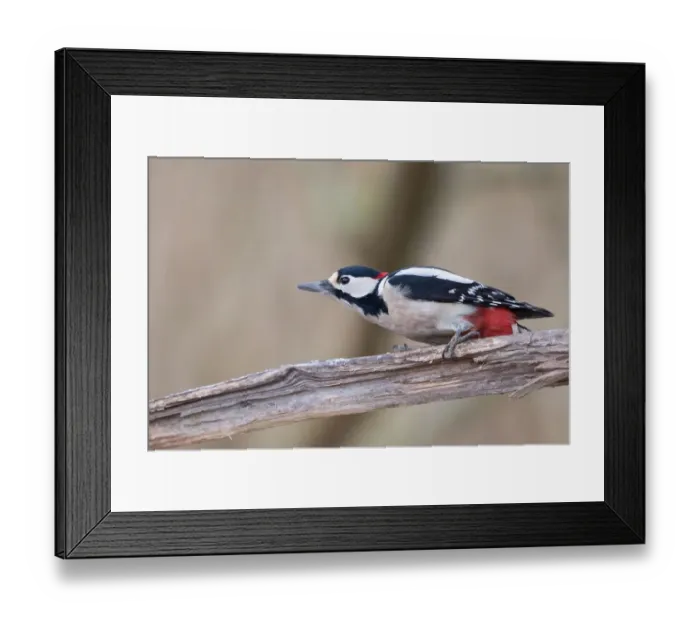 Framed Print : Great Spotted Woodpecker (Dendrocopos major), male, on dead wood, Hesse, Germany Framed Print : Great Spotted Woodpecker (Dendrocopos major), male, on dead wood, Hesse, Germany