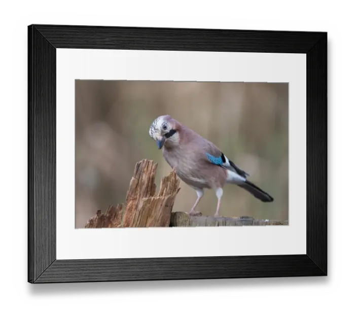 Framed Print : Jay (Garrulus glandarius), Germany Framed Print : Jay (Garrulus glandarius), Germany