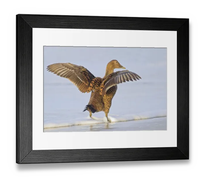 Framed Print : Common Eider (Somateria mollissima), female with wings outstretched, Heligoland, Schleswig-Holstein Framed Print : Common Eider (Somateria mollissima), female with wings outstretched, Heligoland, Schleswig-Holstein