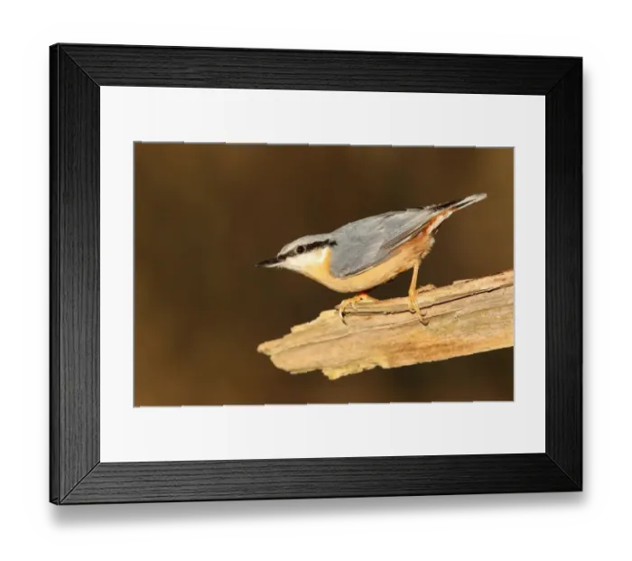 Framed Print : Eurasian nuthatch (Sitta europaea), Hesse, Germany Framed Print : Eurasian nuthatch (Sitta europaea), Hesse, Germany