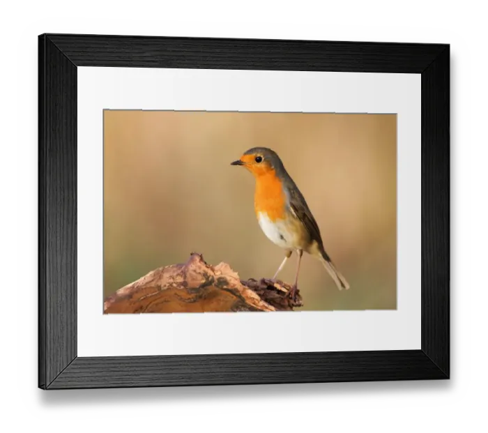 Framed Print : European Robin (Erithacus rubecula) on dead wood, Hesse, Germany Framed Print : European Robin (Erithacus rubecula) on dead wood, Hesse, Germany