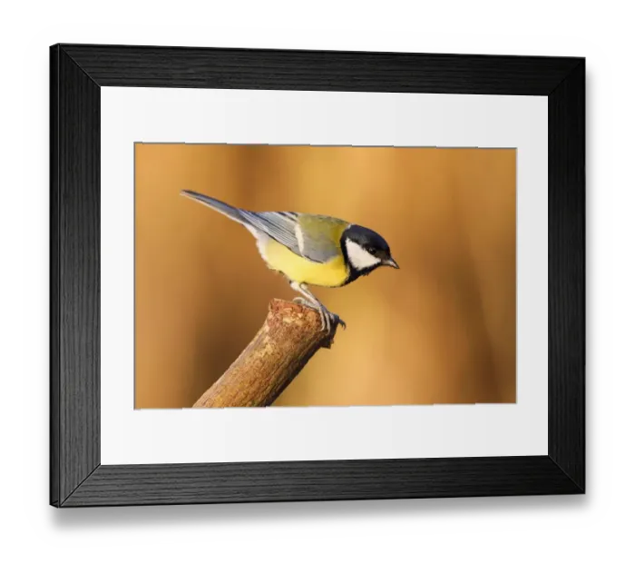 Framed Print : Great Tit (Parus major) on branch, Hesse, Germany Framed Print : Great Tit (Parus major) on branch, Hesse, Germany