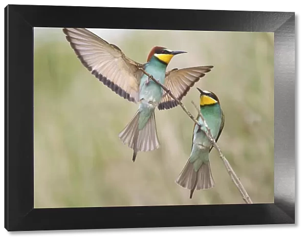 Two Bee-eaters (Merops apiaster) preched on a twig, Saxony-Anhalt, Germany