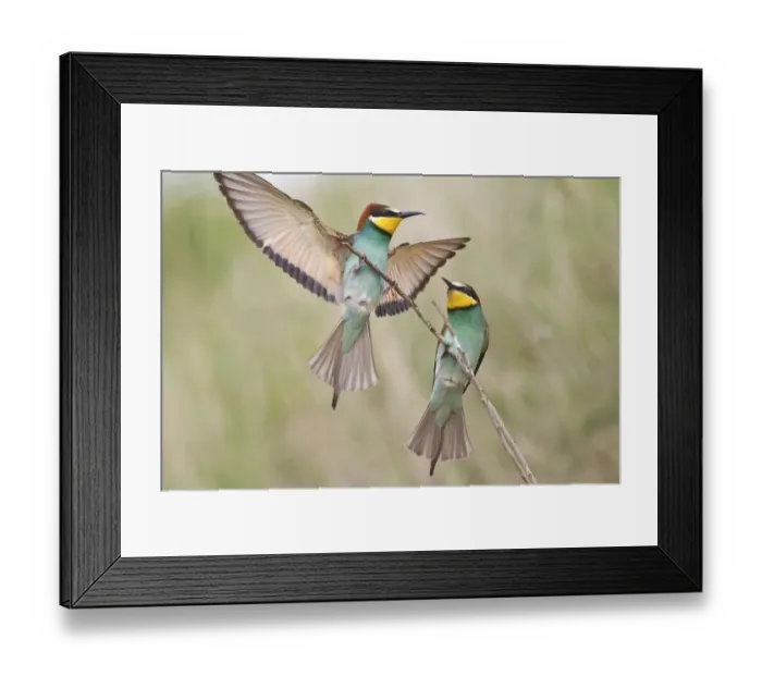 Framed Print : Two Bee-eaters (Merops apiaster) preched on a twig, Saxony-Anhalt, Germany Framed Print : Two Bee-eaters (Merops apiaster) preched on a twig, Saxony-Anhalt, Germany