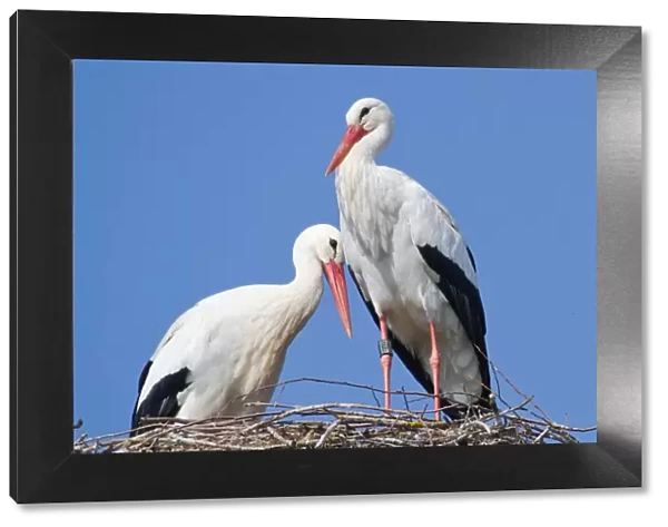 White Storks (Ciconia ciconia), pair on a nest, North Hesse, Hesse, Germany