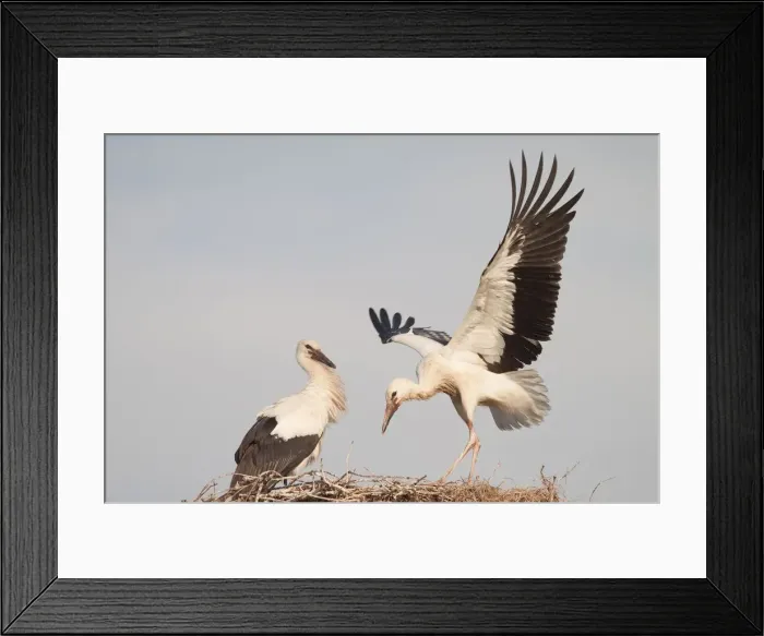 Framed Print : Young White Storks (Ciconia ciconia) during flight training on a nest, North Hesse Framed Print : Young White Storks (Ciconia ciconia) during flight training on a nest, North Hesse