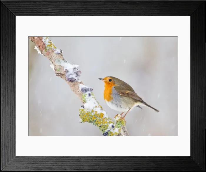 Framed Print : Robin (Erithacus rubecula), North Hesse, Hesse, Germany Framed Print : Robin (Erithacus rubecula), North Hesse, Hesse, Germany
