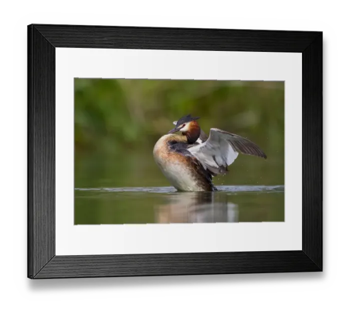 Framed Print : Great Crested Grebe (Podiceps cristatus) beating its wings, North Hesse, Hesse, Germany Framed Print : Great Crested Grebe (Podiceps cristatus) beating its wings, North Hesse, Hesse, Germany