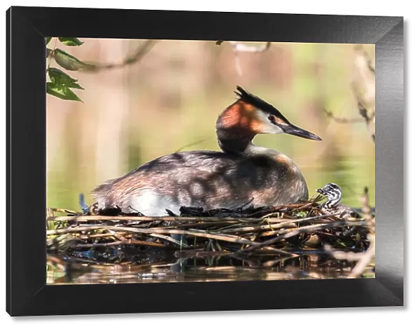 Great Crested Grebe (Podiceps cristatus) with chick on the nest, North Hesse, Hesse