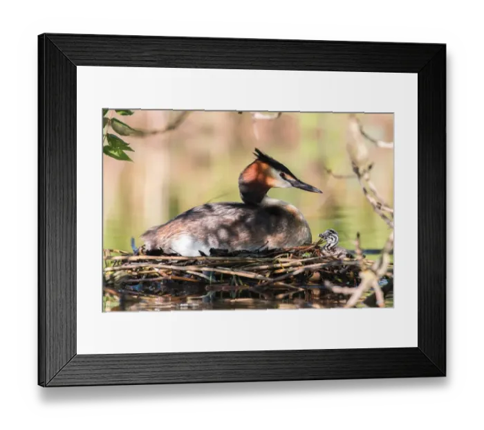 Framed Print : Great Crested Grebe (Podiceps cristatus) with chick on the nest, North Hesse, Hesse Framed Print : Great Crested Grebe (Podiceps cristatus) with chick on the nest, North Hesse, Hesse