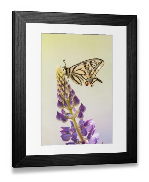 Framed Print : Swallowtail or Old World Swallowtail (Papilio machaon), North Hesse, Hesse, Germany Framed Print : Swallowtail or Old World Swallowtail (Papilio machaon), North Hesse, Hesse, Germany