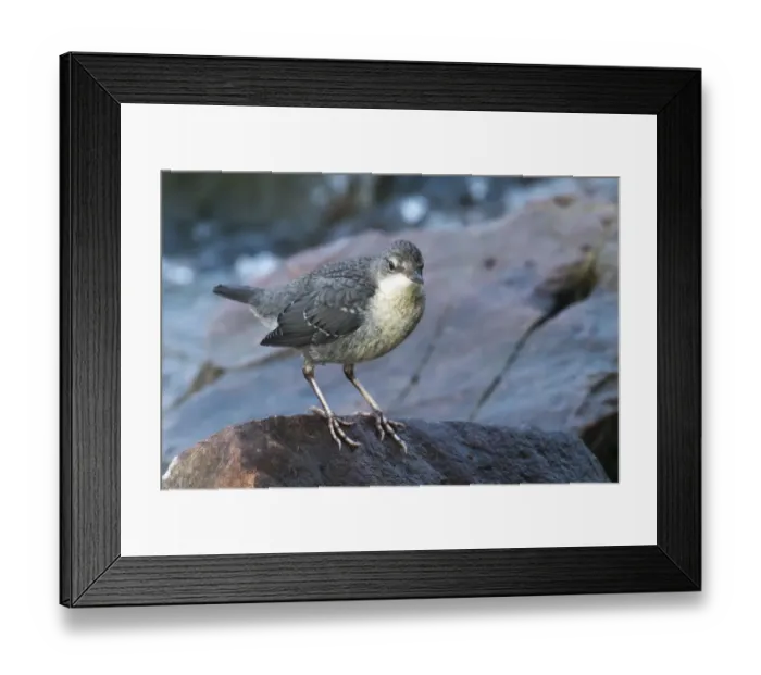 Framed Print : White-throated Dipper (Cinclus cinclus), young bird, sitting on stone, Hesse, Germany Framed Print : White-throated Dipper (Cinclus cinclus), young bird, sitting on stone, Hesse, Germany