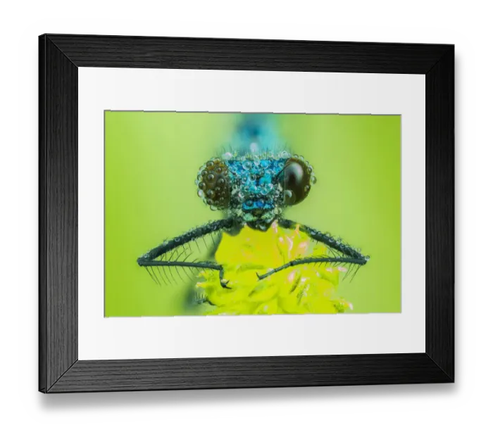 Framed Print : Banded demoiselle (Calopteryx splendens), male, animal portrait, frontal view, Hesse