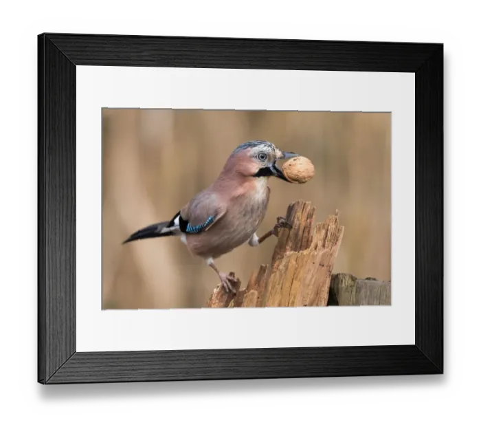 Framed Print : Eurasian Jay (Garrulus glandarius) with a walnut, Hesse, Germany Framed Print : Eurasian Jay (Garrulus glandarius) with a walnut, Hesse, Germany