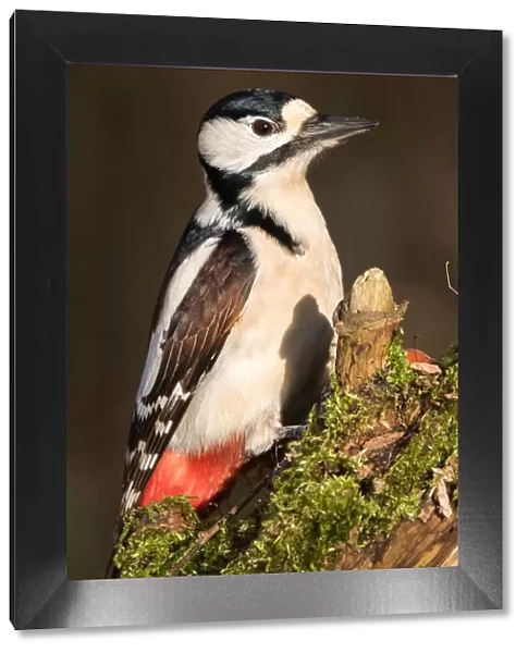 Great Spotted Woodpecker (Dendrocopos major), Hesse, Germany