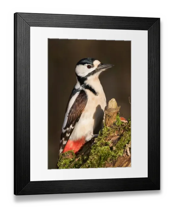 Framed Print : Great Spotted Woodpecker (Dendrocopos major), Hesse, Germany Framed Print : Great Spotted Woodpecker (Dendrocopos major), Hesse, Germany